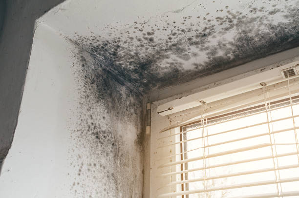 Affordable Black Mold Remediation solutions in Elm City, NC
