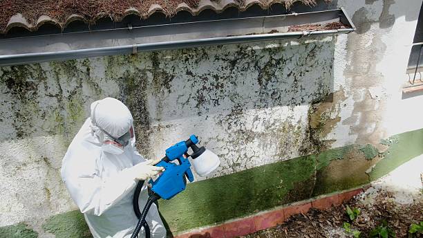 Top rated local Black Mold Remediation specialists in Elm City, NC